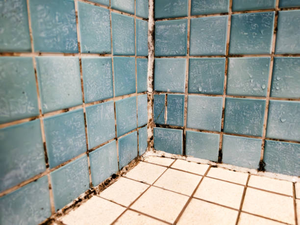 Best Basement Mold Removal  in Edneyville, NC